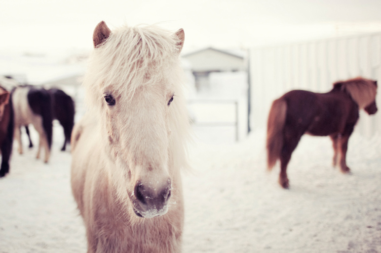20120123 Horses_001
