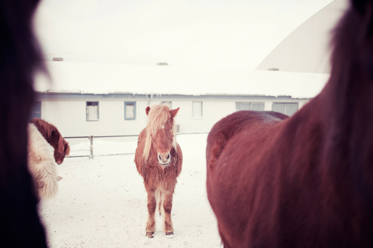 20120123 Horses_003