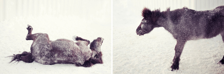 20120123 Horses_005