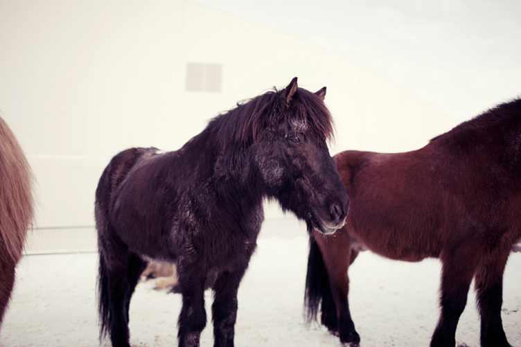 20120123 Horses_006