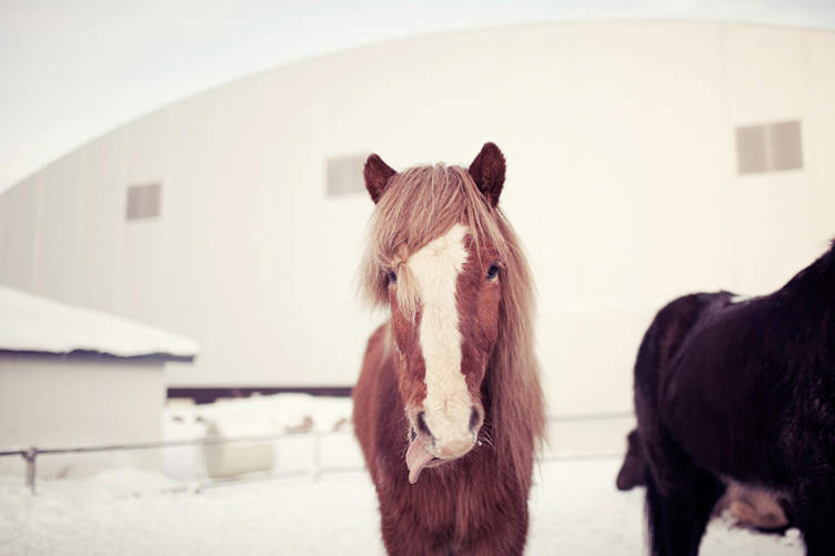 20120123 Horses_008