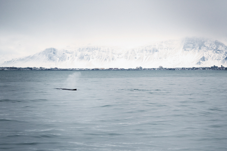 Whale_001