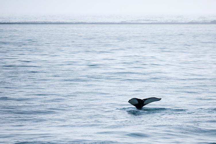 Whale_004