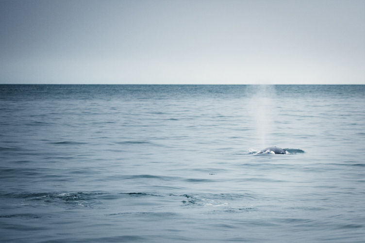 Whale_007