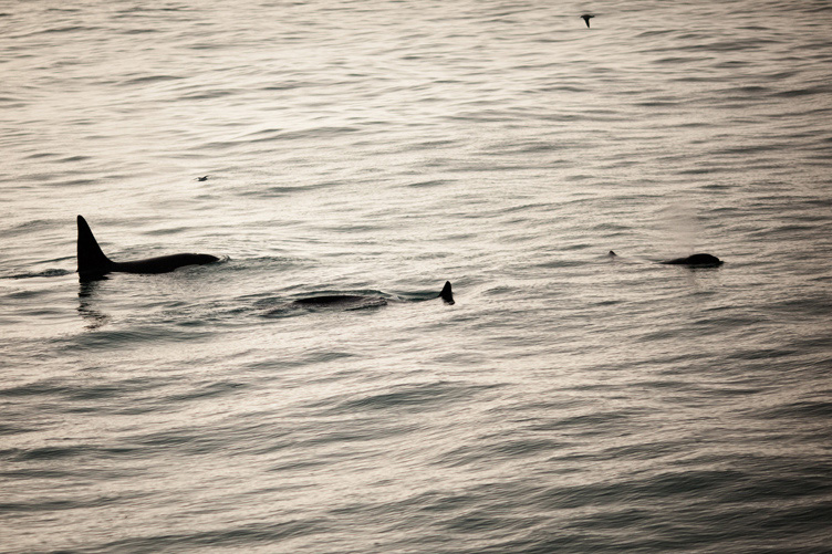 Whale_011