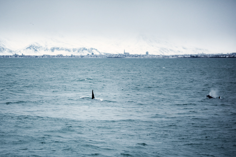 Whale_012