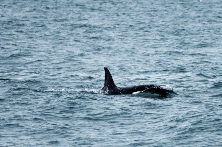Whale_013