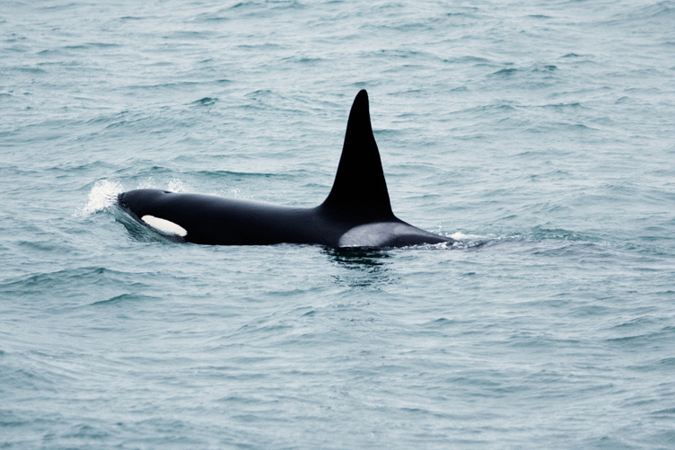 Whale_015