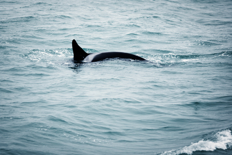 Whale_017